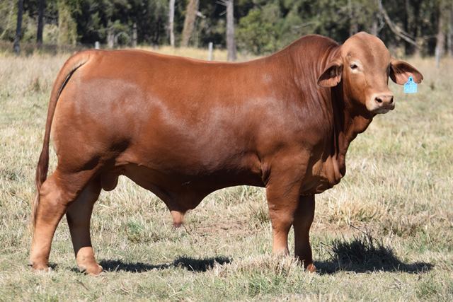 Bryvonlea Xerxes
